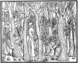 The Lover in the Wood