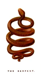 The Serpent