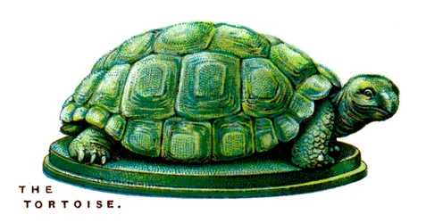 The Tortoise