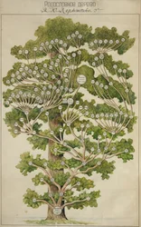The Family Tree of Mikhail Lermontov, 1930s