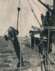 The Shark-Shaped Paravane