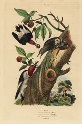 Three-toed Woodpecker, Male, Female and Juvenile Outside Nest