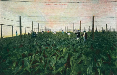 Tobacco Gathering