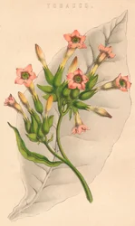 Tobacco, 19th century