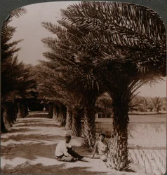 Tropical Beauty of an Avenue of Date Palms, Moanalua near Honolulu, H. Is.