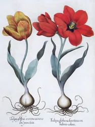 Tulips