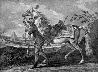 Turkish Arabian Horse, 1722-1938