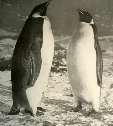 Two Emperor Penguins