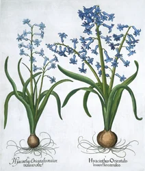 Two Blue Hyacinths
