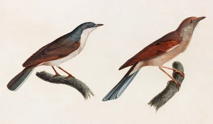 Two Colour Illustrations of Birds
