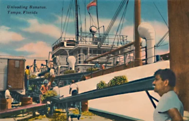 Unloading Bananas, Tampa, Florida