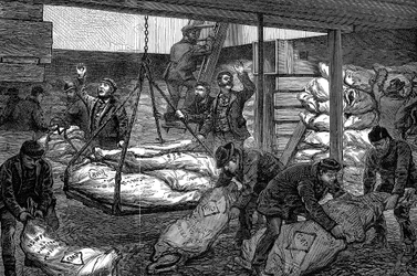 Unloading Frozen Meat from Australia, South West India Dock, Millwall, London