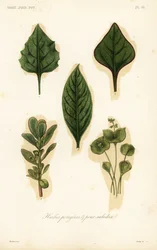 Vegetable and salad leaves