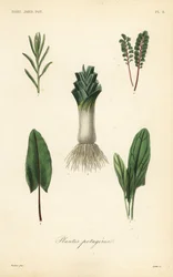 Vegetables