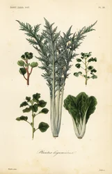 Vegetables