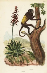 Venezuelan red howler, Alouatta seniculus, and Aloe vera