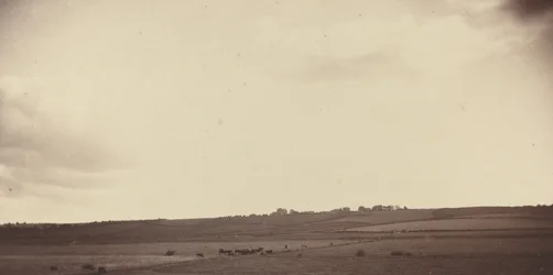 View of Fields with Cows