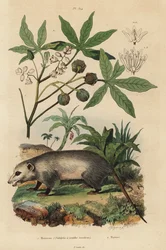 Virginia opossum, Didelphis virginiana, and cassava or yuca, Manihot esculenta