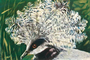 Western crowned pigeon