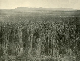 Wheat Field, Canning Downs, Queensland, 1901