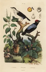 White-ruffed Manakin, Blue-backed Manakin, Manchineel Tree, and Mandrake