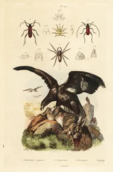 White-tailed sea eagle, Haliaeetus albicilla, and prey, water spider, Argyroneta aquatica, Purpuricenus beetles