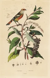 White-tipped Plantcutter, American Pokeweed