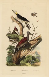 White woodpecker, Melanerpes candidus, Philippine pygmy woodpecker, Yungipicus maculatus, male and female