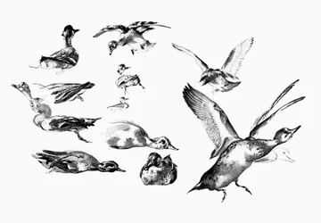 Wild Ducks, 1901