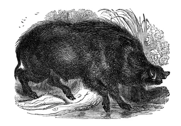 Wild Boar