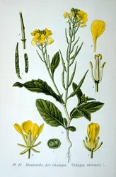 Wild Mustard