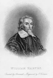 William Harvey 1578-1657 English physician