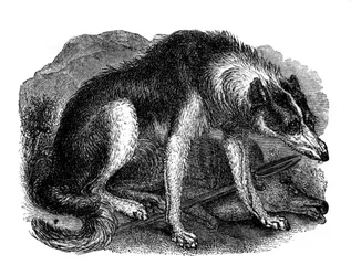 Wolf Dog, 1848