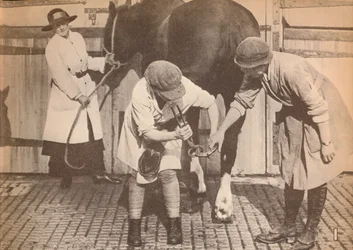Women as farriers in the horse hospital of a big firm of haulage contractors, c1916