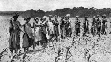 Women Hoeing a Field of Maize, South Africa