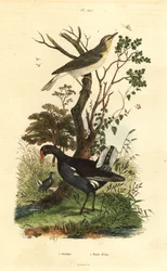 Wood warbler, Phylloscopus sibilatrix, and moorhen, Gallinula chloropus