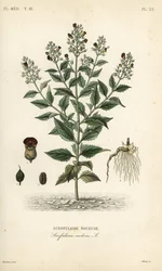 Woodland figwort