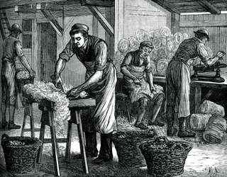Wool Sorters