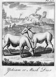 Yehiam or Musk Deer
