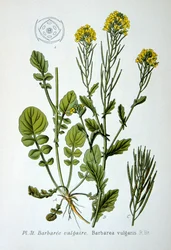Yellow Rocket, 1893