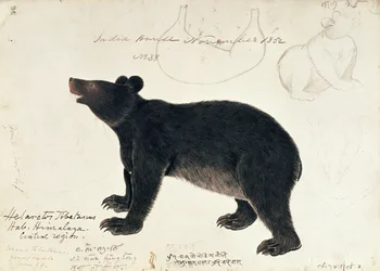 Drawing of an Asiatic Black Bear, Ursus Tibetanus, from the Central Region of Himalaya