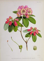 Rhododendron: Candelabrum, from The Rhododendrons of Sikkim-Himalaya by J.D. Hooker, 1849-51