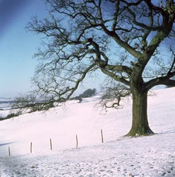 Winter landscape, Hockley Downs, Essex