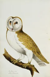 A Barn Owl, Part of An Album of Watercolours of Birds and Their Eggs, c. 1800