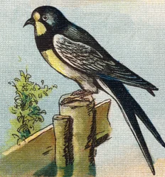 A Swallow (Engraving in "Alphabet de ma petite fille")