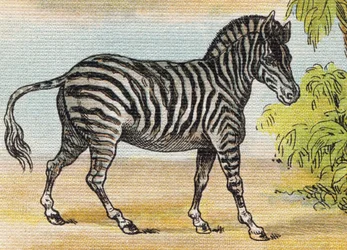 A Zebra. Engraving in "Alphabet de ma petite fille". Bernardin-Bechet and Fils, bookseller-publishers, Paris, around 1895