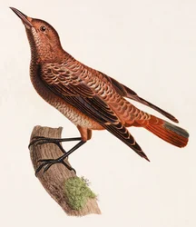 Bird (color illustration)