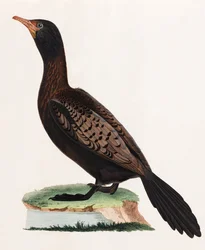 A Colour Illustration of a Bird