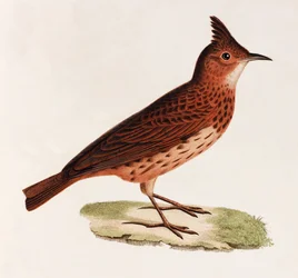 A Colour Illustration of a Bird