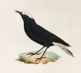 Black Bird with White Tail (color illustration)